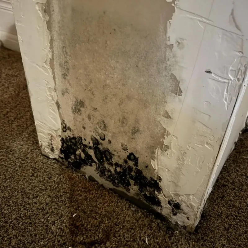 Professional Mold Removal in Rutherford County, TN